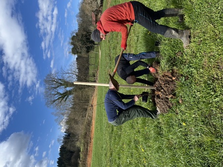 ČA sajenje 2026 - 5